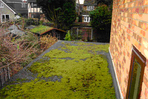 Moss covering flat roof