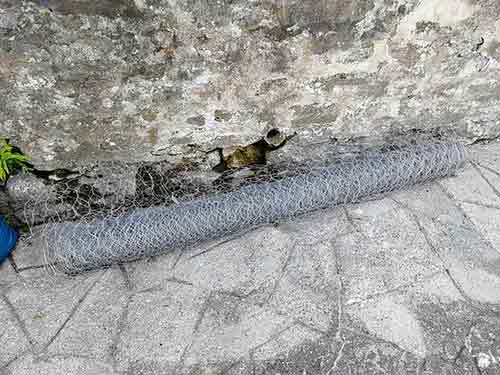 Large roll of chicken wire