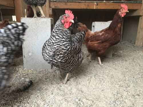 Clean chicken coop