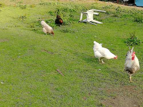 Free range chickens