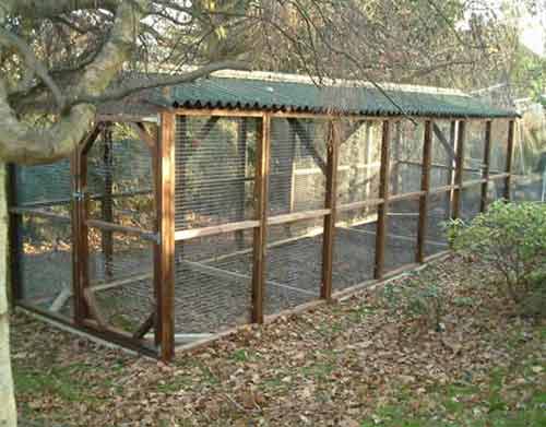 Spacious chicken run