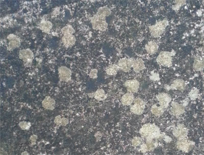 Lichen growth over surface of patio slab