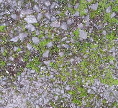 Moss growth over tarmac surface