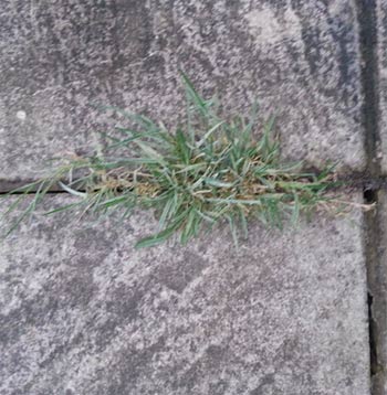 Weed and grass growth in patio joint