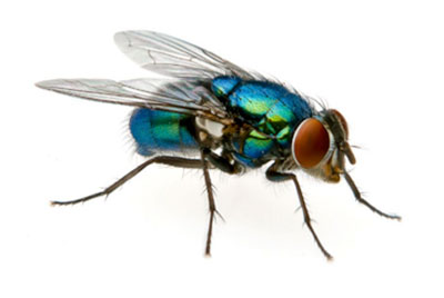 Blue bottle fly