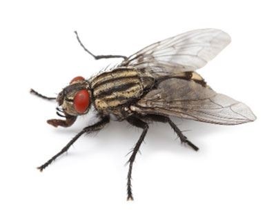 Cluster fly