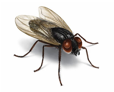 Common house fly