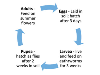 Life cycle of the cluster fly