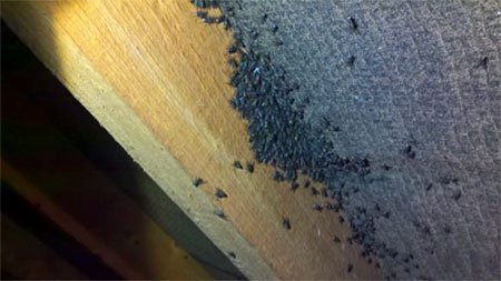 Cluster flies in loft