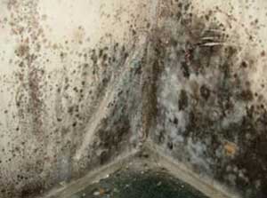 Black mould and mildew damage to walls caused by condensation