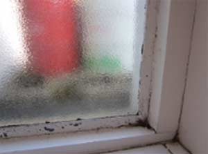 Damp can cause black mould to form