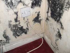 Black mould growth on walls can be very bad for your health