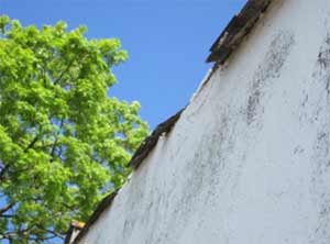 Change broken roof tiles immediately to stop water entering