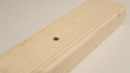 Screw successfully screwed into timber