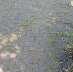 Brick paved driveway with grass growting through