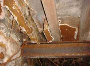 Dry rot can colonise your timber and damage its structure