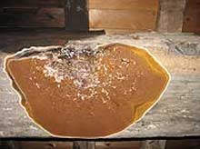 Dry rot fruiting body on a timber beam