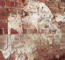 Dry rot fungal body on an outside wall