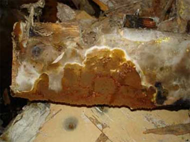 Dry Rot Fruiting Body