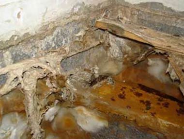 Dry Rot Mycelium