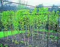 Fruit Cage