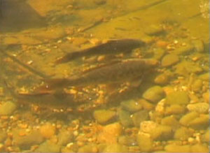 UV Filters keep pond water clear so you can see pond fish