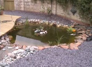 The Pond with Plants getting established