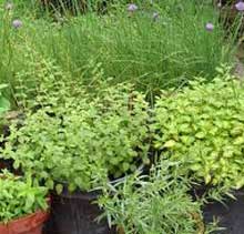 Gorwing herbs in containers and pots