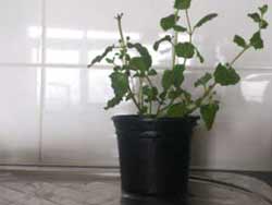 Newely Potted Herb Plant