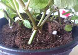 Overcrowded Herbs in a Pot