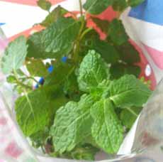 Mint Plant