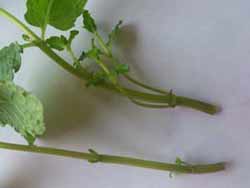 Mint Plant Cuttings