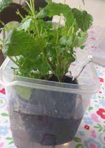 Herb Pot Well Watered