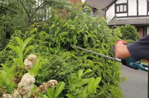 Trimming back an overgrown hedge