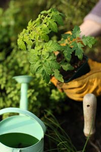An example of a young Tomato Plant