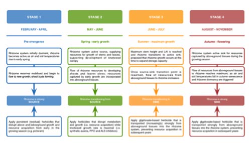 4 stage process for Japanese Knotweed