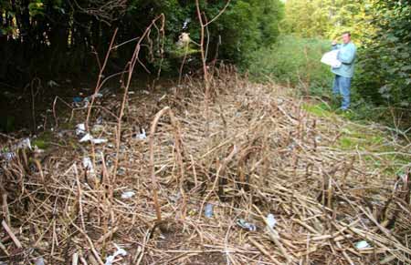 Repeated treatment will kill Japanse Knotweed