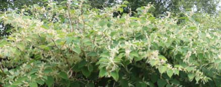 Flowering Japanese Knotweed