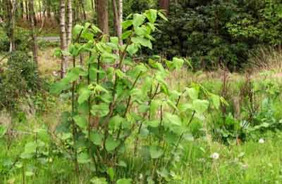 Wild growing Japanese Knotweed