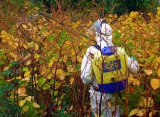 Spraying Japanese Knotweed