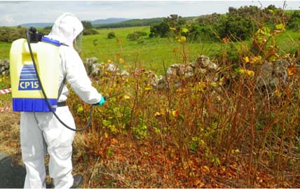 Spraying Japanese Knotweed