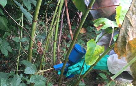 Using chemicals on Japanese knotweed