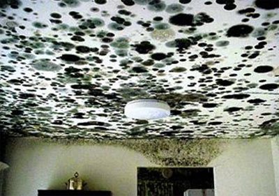 Black Mould On Bathroom Ceilings And Walls Black Mould