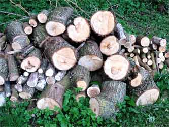 Cut logs left to season in the garden providing bugs and grubs for birds to eat