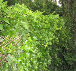 Ivy covered fence makes great nesting for robins and provides natural bird food