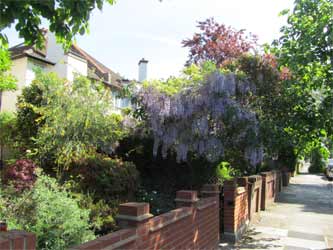 A small front garden with a great range of plants to attract birds