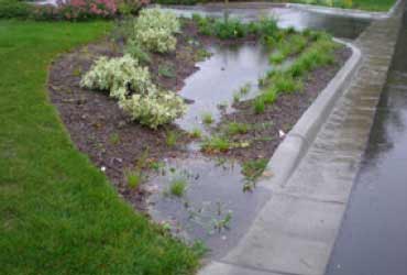 Rain garden collecting runoff