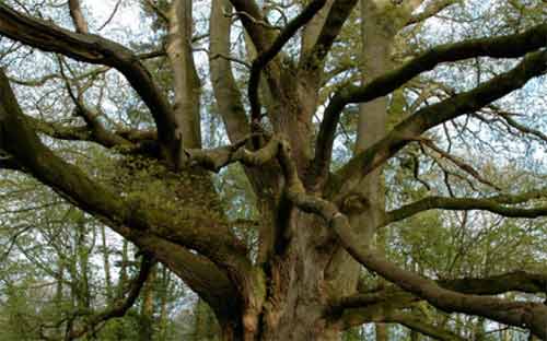 Trees protected by preservation order