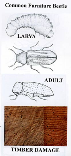Lifecylcle of a woodworm or furniture beetle