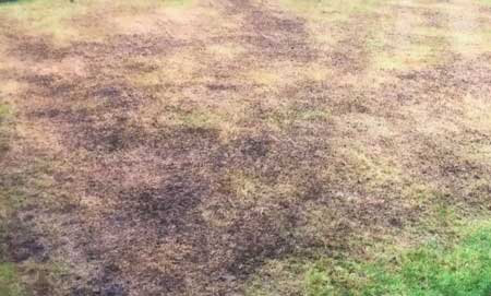 Bare soil left after removing moss